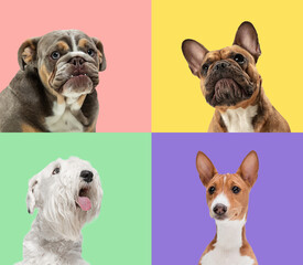 Art collage made of funny dogs different breeds on multicolored studio background in neon light.