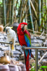 Several cute colored parrot macaws close-up