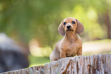 brown dachshund puppy in the forest sitting on a log