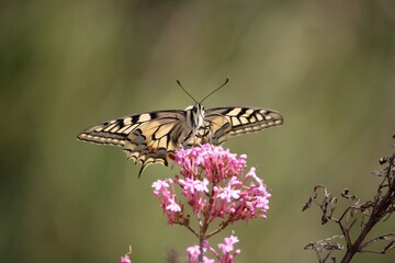 Machaon