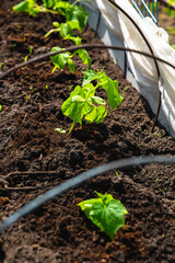 Garden beds with spring green plants