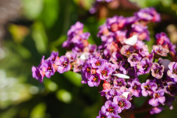Lilac bushes on a blue sky background, beautiful spring natural background