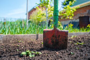 Shovel in the garden against the background of green trees, summer season, the concept of working in the garden