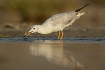 Sender-billed gull at Asker marsh fishing, Bahrain