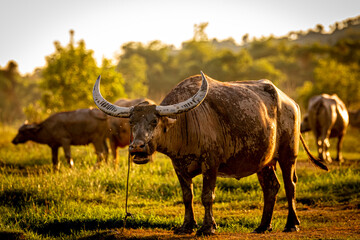 Buffalo grazing on a green field, Domestic animals, Asian buffalo, Buffalo in thailand.