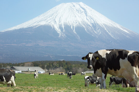 Idyllic photograph of cattle that was against the background of Mount Fuji