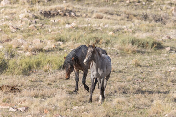 Obraz na płótnie Canvas Wild Horses in the Utah Desert in Springtime