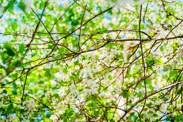 Fototapeta premium Beautiful spring background with a blooming apple tree