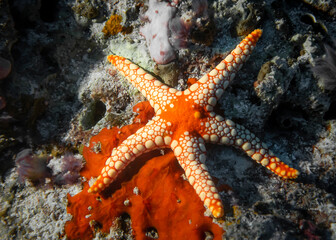 Orange and White Starfish at the bottom of the Indian Ocean
