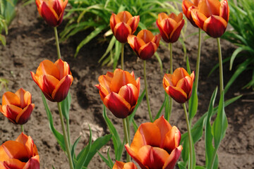 A bicolor tulips of the 'Slawa' variety (Tulipa 'Slawa') in the mid-spring garden - obrazy, fototapety, plakaty