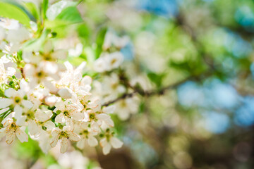 Beautiful spring background with a blooming apple tree