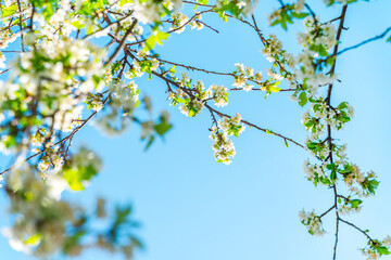 Beautiful spring background with a blooming apple tree