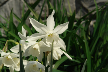 Obraz premium Pure white Narcissus flowers of the 'Thalia' (Triandrus Daffodils) in the garden in the mid spring, close-up, copy space for text