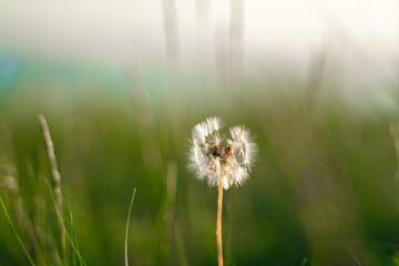 Fototapeta na wymiar Natural green background of grass and a lone fluffy dandelion