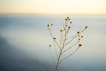 A dry field plant against a blue sky, a calm natural background with space for text