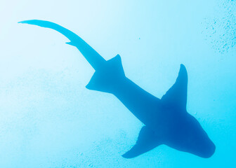 Bottom view of the silhouette of a nurse shark on the background of the surface of the Indian Ocean