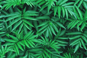 Naklejka na ściany i meble Natural dark green foliage of forest vegetation as a natural background.