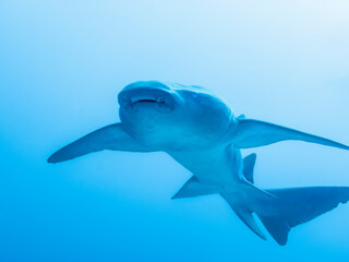 Nurse Shark on the background of the surface of the Indian Ocean