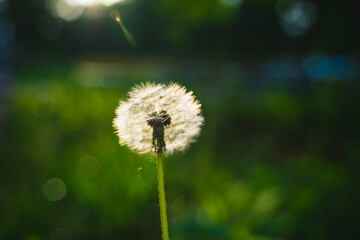 Natural green background of grass and a lone fluffy dandelion
