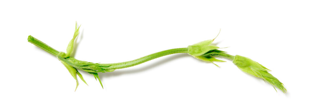 young hop leaves on a long thin stem