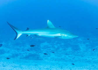 Obraz premium Gray Reef Shark at the bottom of the Indian Ocean