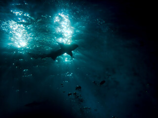 Bottom view of the silhouette of a nurse shark on the background of the surface of the Indian Ocean at night