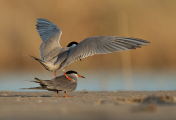 White-cheeked Tern trying to mating at Asker marsh, Bahrain
