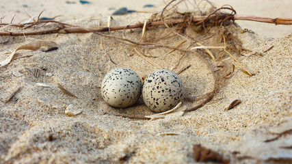 A Sanderling nest on Old Bawn beach in County Wexford.