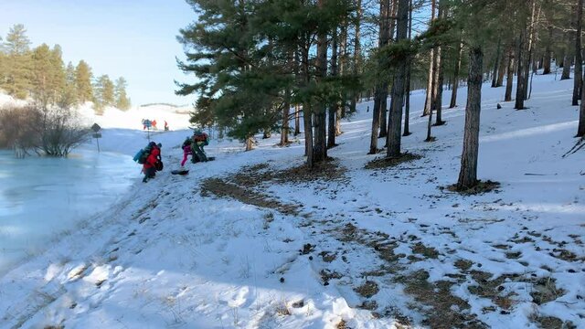 Group of tourists with backpacks and sledges loaded with tourist equipment walk along a forest footpath during a winter hike.