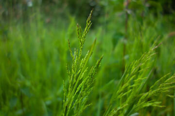 multiple grass seed heads isolated on a natural green background