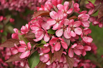 pink flowers on a branch of a decorative apple tree 