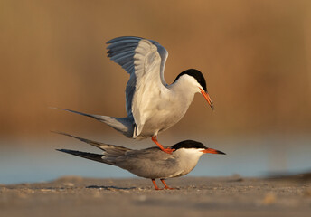 Courtship display of White-cheeked Terns at Asker marsh, Bahrain