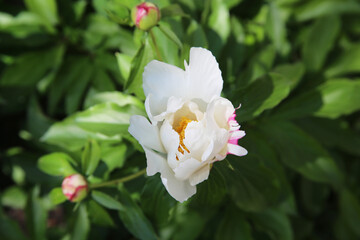 White Peony Bloom Spring Flower