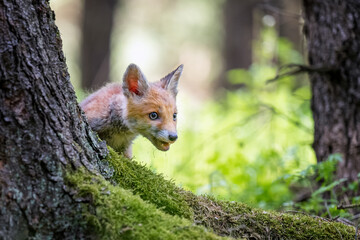 Naklejka na ściany i meble A fox cub running around in a green forest.