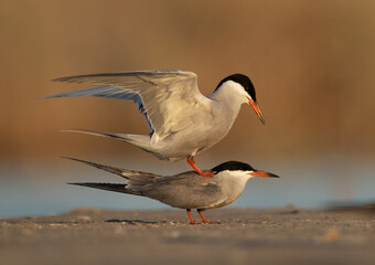 White-cheeked Tern mating pair at Asker marsh, Bahrain