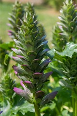 Acanto - Acanthus Mollis