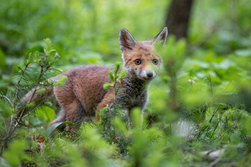 A fox cub running around in a green forest.