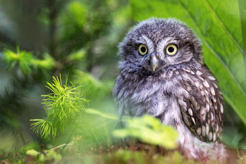 Little owl sitting in the woods hidden under the branches.