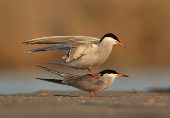 White-cheeked Tern mating pair courtship display at Asker marsh, Bahrain