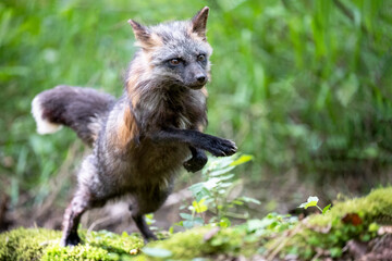 A fox in the woods jumps over an obstacle.