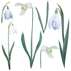 Fototapeta na wymiar Spring flowers. Snowdrops illustration. Snowdrops blooming through the snow. Simple delicate illustration set on white isolated background.