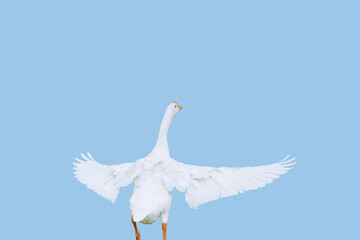 white stork in flight,white goose standing with wings spread white blue background,with clipping path