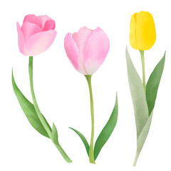 Yellow and pink tulips on white background. Spring floral set. Botanical illustration.