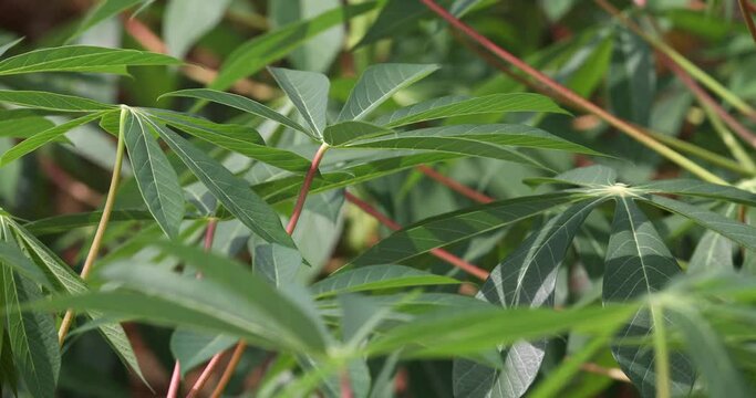 Tupi bilder Bläddra bland 581 stockfoton, vektorer och videor Adobe