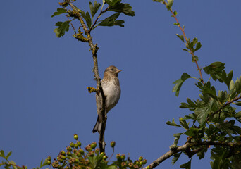 small bird sitting in a tree with clear blue sky behind