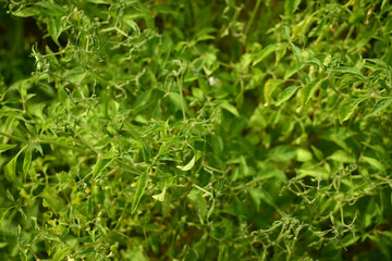 green grass texture