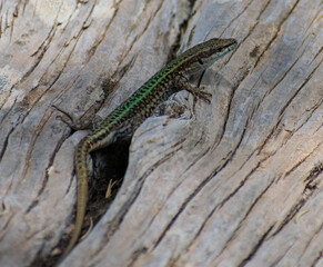 Close-up shot of Andalusian Wall Lizard (Podarcis vaucheri)	