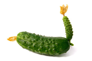Interestingly shaped cucumber, isolate on white background