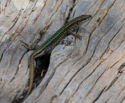 Close-up shot of Andalusian Wall Lizard (Podarcis vaucheri)	