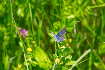 Silver-studded blue (Plebejus argus) butterfly perched on yellow flower in Zurich, Switzerland
